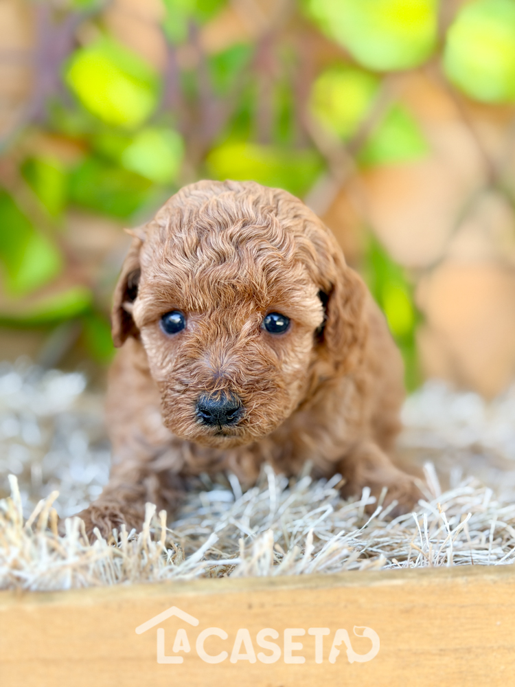 Fotografía tomada el 17/02/2026 Fotografía tomada el 17/02/2026