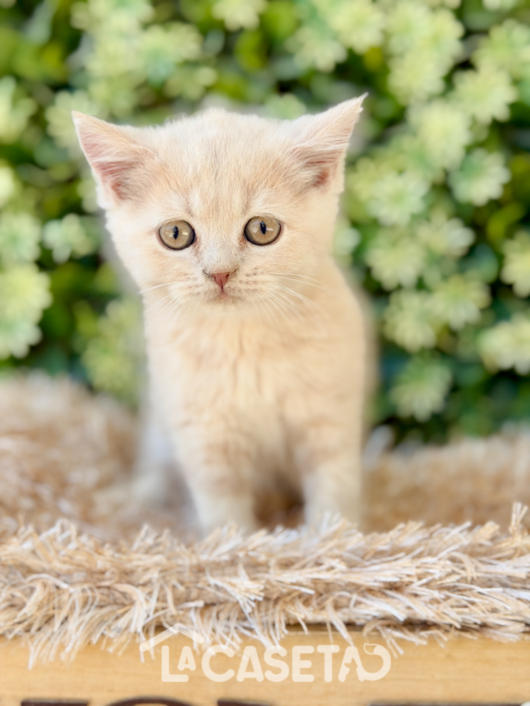 Fotografía tomada el 28/07/2026 Fotografía tomada el 28/07/2026